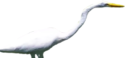 Tsuru